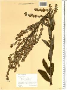 Verbascum lychnitis L., Eastern Europe, Central region (E4) (Russia)