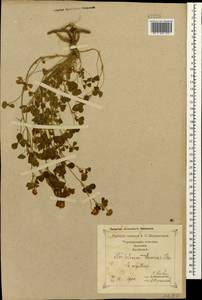 Trifolium tumens Steven ex M.Bieb., Caucasus, Georgia (K4) (Georgia)