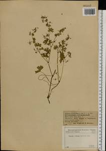 Geranium pusillum L., Eastern Europe, Western region (E3) (Russia)