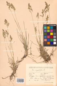 Poa angustifolia L., Siberia, Russian Far East (S6) (Russia)