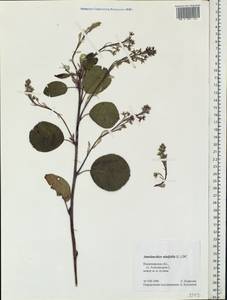 Amelanchier alnifolia (Nutt.) Nutt., Eastern Europe, Central region (E4) (Russia)