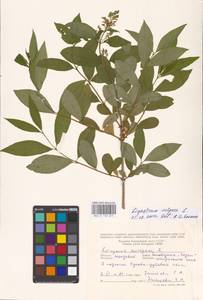Syringa vulgaris L., Eastern Europe, Moldova (E13a) (Moldova)