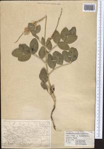 Hedysarum magnificum Kudr., Middle Asia, Pamir & Pamiro-Alai (M2) (Uzbekistan)