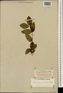 Lonicera caucasica subsp. orientalis (Lam.) D. F. Chamb. & Long, Caucasus, Stavropol Krai, Karachay-Cherkessia & Kabardino-Balkaria (K1b) (Russia)