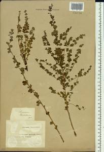 Spiraea aquilegifolia Pall., Siberia, Altai & Sayany Mountains (S2) (Russia)