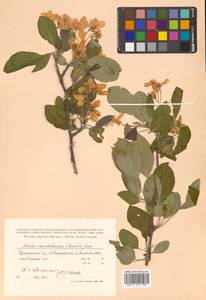 Malus mandshurica (Maxim.) Kom., Siberia, Russian Far East (S6) (Russia)