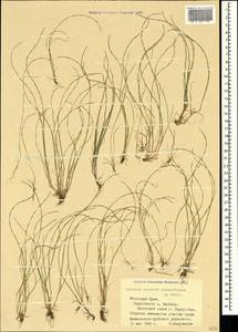 Festuca incurva (Gouan) Gutermann, Crimea (KRYM) (Russia)