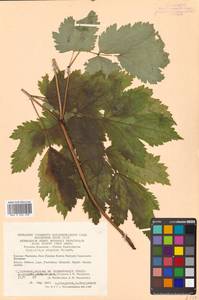 Actaea simplex (DC.) Wormsk. ex Fisch. & C. A. Mey., Siberia, Chukotka & Kamchatka (S7) (Russia)