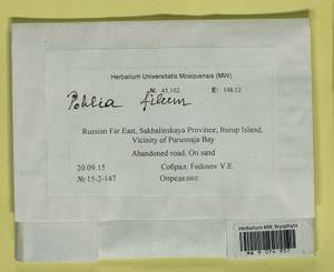 Pohlia filum (Schimp.) Mårtensson, Bryophytes, Bryophytes - Russian Far East (excl. Chukotka & Kamchatka) (B20) (Russia)