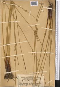 Juncus inflexus subsp. brachytepalus (Trautv. ex V.I.Krecz. & Gontsch.) Novikov, Middle Asia, Western Tian Shan & Karatau (M3) (Kazakhstan)
