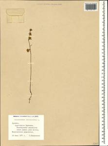 Helianthemum salicifolium (L.) Miller, Caucasus, Armenia (K5) (Armenia)