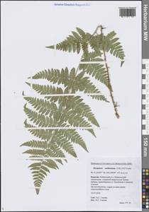 Dryopteris carthusiana (Vill.) H.P.Fuchs, Siberia, Baikal & Transbaikal region (S4) (Russia)