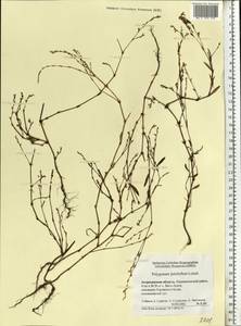 Polygonum arenarium subsp. pulchellum (Loisel.) Thell., Eastern Europe, Lower Volga region (E9) (Russia)