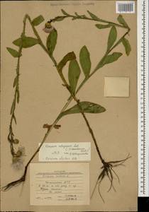 Cirsium alatum (S. G. Gmel.) Bobrov, Caucasus, Dagestan (K2) (Russia)