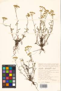 Achillea leptophylla M. Bieb., Eastern Europe, Lower Volga region (E9) (Russia)