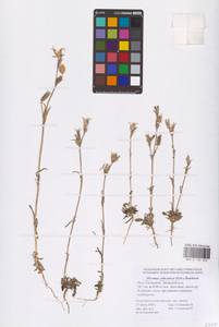 Silene subconica Friv., Eastern Europe, Lower Volga region (E9) (Russia)