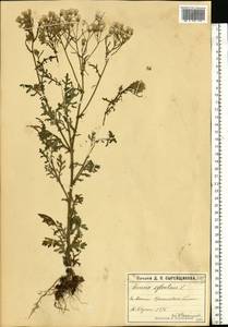 Senecio sylvaticus L., Eastern Europe, Moscow region (E4a) (Russia)