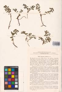 Euphorbia undulata M.Bieb., Eastern Europe, Lower Volga region (E9) (Russia)