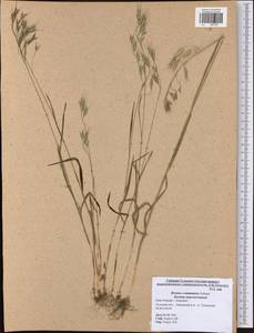 Bromus commutatus Schrad., Eastern Europe, Central region (E4) (Russia)