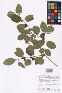 Lonicera xylosteum L., Eastern Europe, Lower Volga region (E9) (Russia)