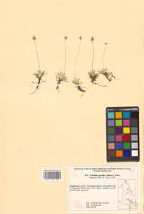 Tofieldia pusilla (Michx.) Pers., Siberia, Chukotka & Kamchatka (S7) (Russia)