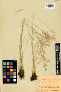 Agrostis vinealis Schreb., Siberia, Baikal & Transbaikal region (S4) (Russia)