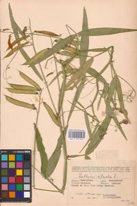 Lathyrus sylvestris L., Eastern Europe, Western region (E3) (Russia)