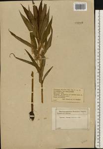 Lysimachia thyrsiflora L., Eastern Europe, Central forest-and-steppe region (E6) (Russia)