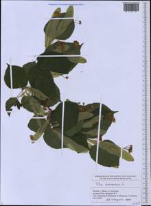 Tilia ×europaea L., Eastern Europe, Middle Volga region (E8) (Russia)