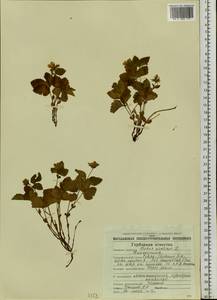Rubus arcticus L., Siberia, Chukotka & Kamchatka (S7) (Russia)