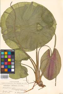 Nuphar lutea (L.) Sm., Eastern Europe, Moscow region (E4a) (Russia)