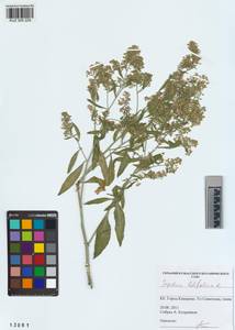 KUZ 005 229, Lepidium latifolium L., Siberia, Altai & Sayany Mountains (S2) (Russia)