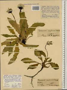 Taraxacum confusum Schischk., Caucasus, North Ossetia, Ingushetia & Chechnya (K1c) (Russia)
