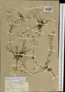 Dontostemon pinnatifidus (Willd.) Al-Shehbaz & H. Ohba, Siberia, Baikal & Transbaikal region (S4) (Russia)