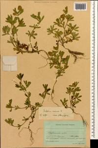 Trifolium arvense L., Caucasus, Stavropol Krai, Karachay-Cherkessia & Kabardino-Balkaria (K1b) (Russia)