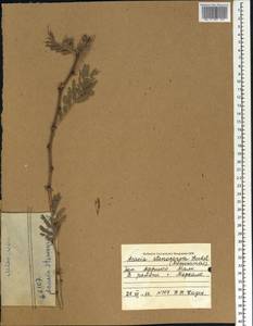 Acacia, Africa (AFR) (Mali)