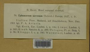 Ephemerum serratum (Schreb. ex Hedw.) Hampe, Bryophytes, Bryophytes - Western Europe (BEu) (Italy)