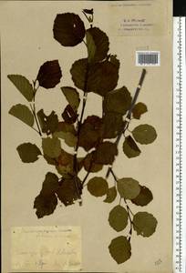 Alnus pubescens Tausch, Eastern Europe, Eastern region (E10) (Russia)