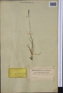 Danthonia decumbens (L.) DC., Western Europe (EUR) (Switzerland)