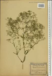 Gypsophila paniculata L., Eastern Europe, North Ukrainian region (E11) (Ukraine)