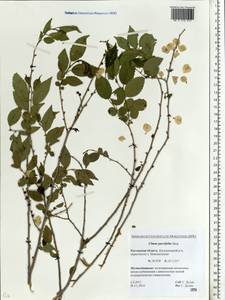 Ulmus parvifolia Jacq., Eastern Europe, Rostov Oblast (E12a) (Russia)
