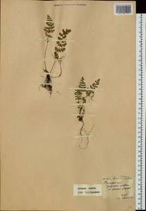 Woodsia ilvensis (L.) R. Br., Siberia, Russian Far East (S6) (Russia)