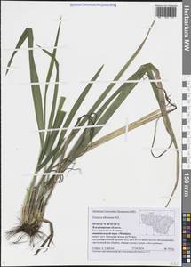 Festuca altissima All., Eastern Europe, Central region (E4) (Russia)