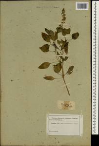 Ocimum basilicum L., South Asia, South Asia (Asia outside ex-Soviet states and Mongolia) (ASIA) (Not classified)