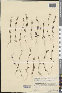 Microthlaspi perfoliatum (L.) F.K.Mey., Eastern Europe, North Ukrainian region (E11) (Ukraine)