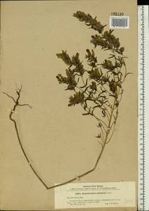 Rhinanthus serotinus var. vernalis (N. W. Zinger) Janch., Eastern Europe, North Ukrainian region (E11) (Ukraine)
