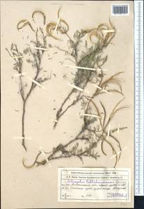 Astragalus fedtschenkoanus Lipsky, Middle Asia, Northern & Central Tian Shan (M4) (Kazakhstan)