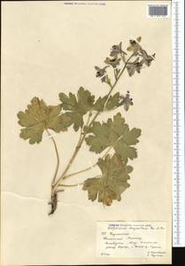 Delphinium dasyanthum Kar. & Kir., Middle Asia, Western Tian Shan & Karatau (M3) (Kazakhstan)