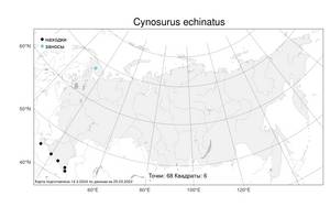 Cynosurus echinatus L., Atlas of the Russian Flora (FLORUS) (Russia)