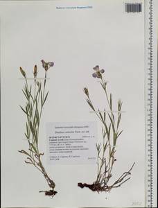 Dianthus chinensis, Siberia, Altai & Sayany Mountains (S2) (Russia)